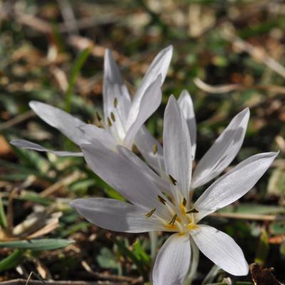 Colchicum asteranthum by Katerina Goula