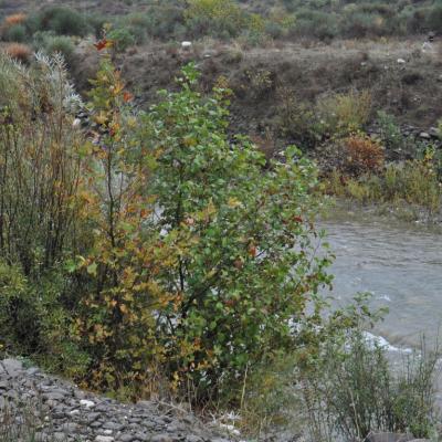 Alnus glutinosa subsp. glutinosa by Katerina Koutsovoulou