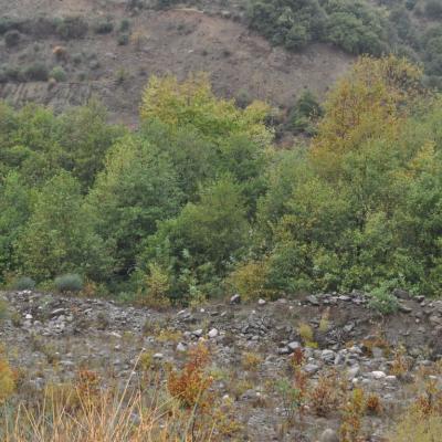 Alnus glutinosa subsp. glutinosa by Katerina Koutsovoulou