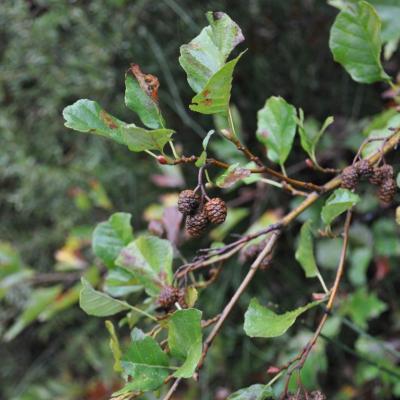 Alnus glutinosa subsp. glutinosa by Katerina Koutsovoulou