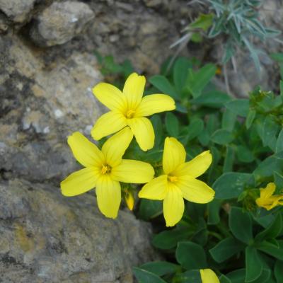 Linum arboreum by Ioannis Bazos