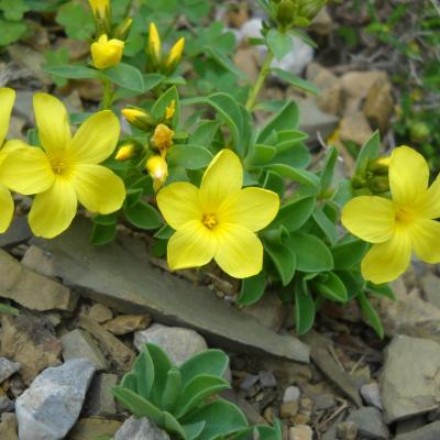 Linum arboreum by Ioannis Bazos