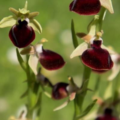 Ophrys helenae by Martha Charitonidou