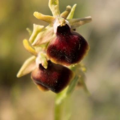 Ophrys helenae by Martha Charitonidou