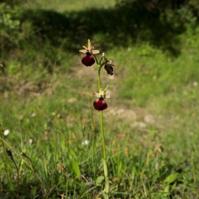 Ophrys helenae by Martha Charitonidou