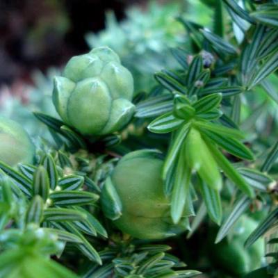 Juniperus drupacea by Evangelia Daskalakou