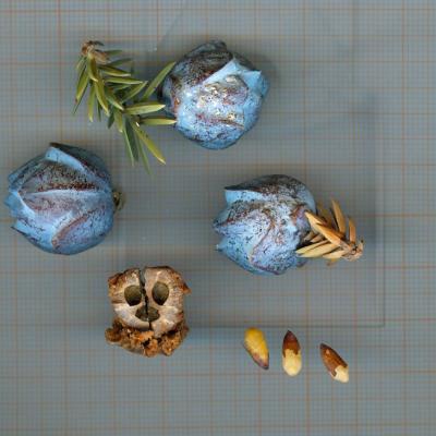 Juniperus drupacea by Evangelia Daskalakou