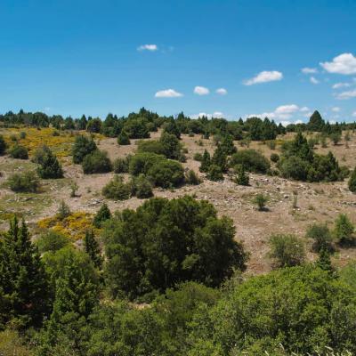 Juniperus drupacea by Evangelia Daskalakou