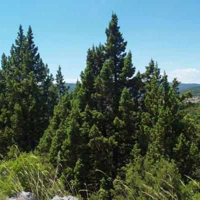 Juniperus drupacea by Evangelia Daskalakou