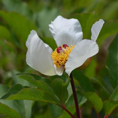 Paeonia mascula subsp. hellenica by Giorgos Poulis