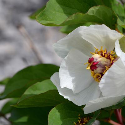 Paeonia mascula subsp. hellenica by Giorgos Poulis
