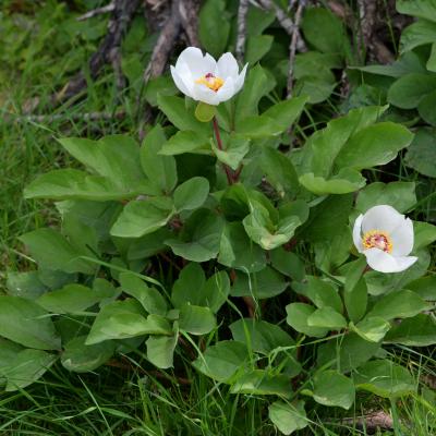 Paeonia mascula subsp. hellenica by Giorgos Poulis