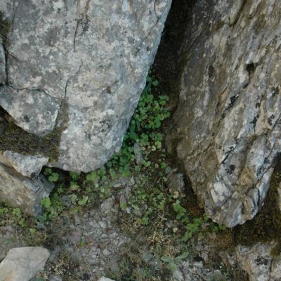 Campanula cymbalaria by Katerina Koutsovoulou