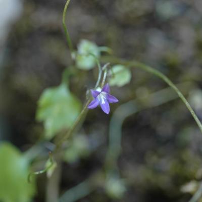 Campanula cymbalaria by Katerina Koutsovoulou