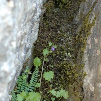 Campanula cymbalaria by Katerina Koutsovoulou