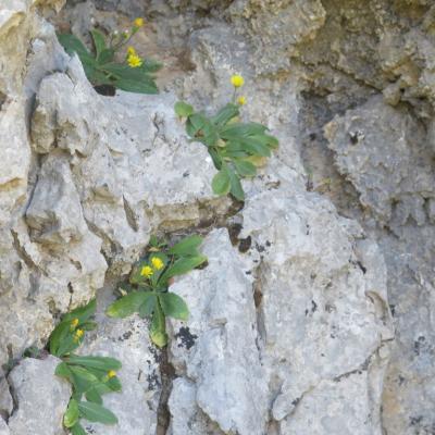 Crepis auriculifolia by Mediterranean Plant Conservation Unit of MAICh