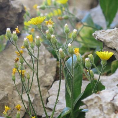 Crepis auriculifolia by Mediterranean Plant Conservation Unit of MAICh