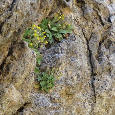Crepis auriculifolia by Mediterranean Plant Conservation Unit of MAICh