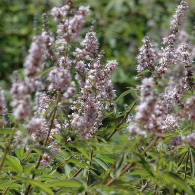Vitex agnus-castus by Evangelia Daskalakou
