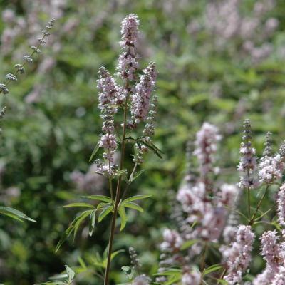 Vitex agnus-castus by Evangelia Daskalakou