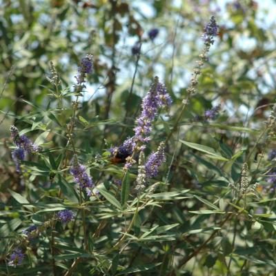 Vitex agnus-castus by Evangelia Daskalakou