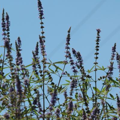 Vitex agnus-castus by Evangelia Daskalakou