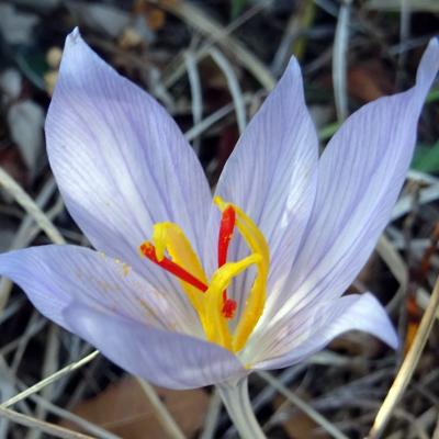 Crocus macedonicus by Thomas Giannakis