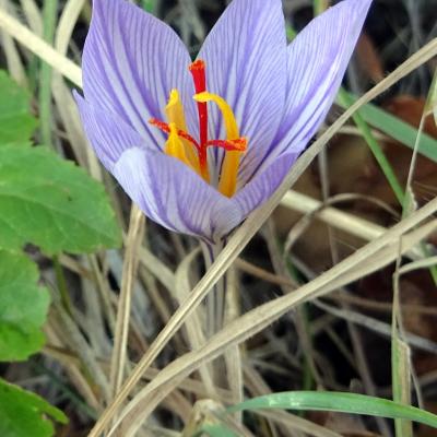 Crocus macedonicus by Thomas Giannakis