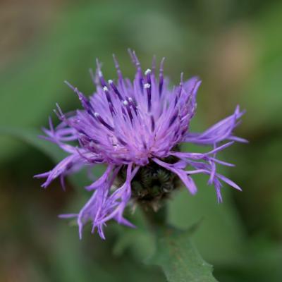 Centaurea vlachorum by Giorgos Poulis