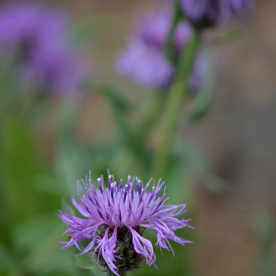 Centaurea vlachorum by Giorgos Poulis