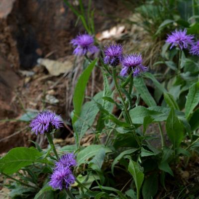 Centaurea vlachorum by Giorgos Poulis
