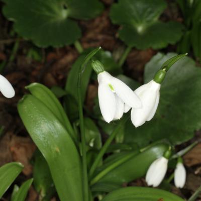 Galanthus ikariae by Panayiotis Trigas