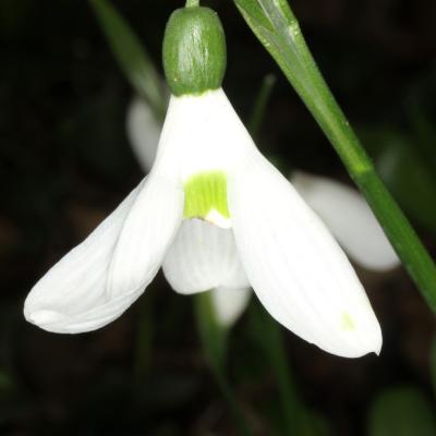 Galanthus ikariae by Panayiotis Trigas