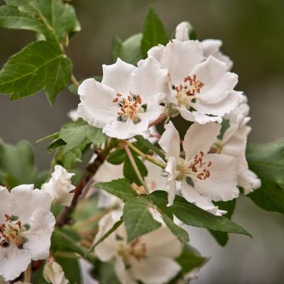 Malus trilobata by Giorgos Korakis