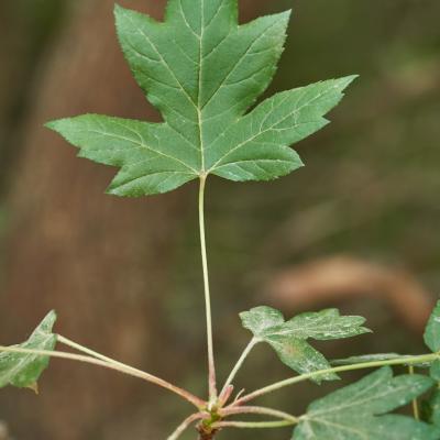 Malus trilobata by Giorgos Korakis