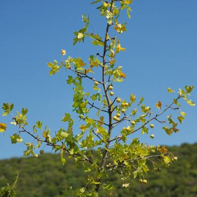 Malus trilobata by Giorgos Korakis