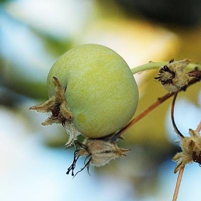 Malus trilobata by Giorgos Korakis