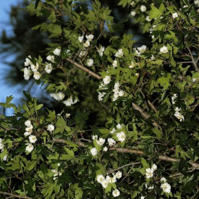 Malus trilobata by Giorgos Korakis