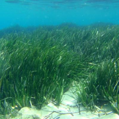 Posidonia oceanica - C. Katsaros, V. Papathanasiou