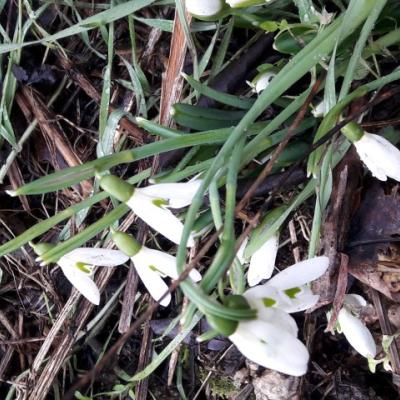 Galanthus reginae-olgae subsp. vernalis by Dimitris Tzanoudakis