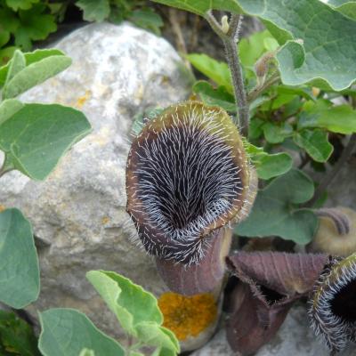 Aristolochia cretica by Ioannis Bazos