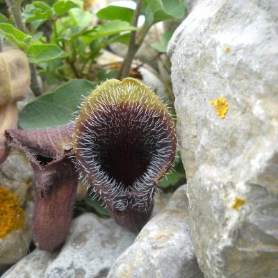 Aristolochia cretica by Ioannis Bazos