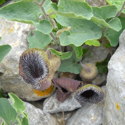 Aristolochia cretica by Ioannis Bazos