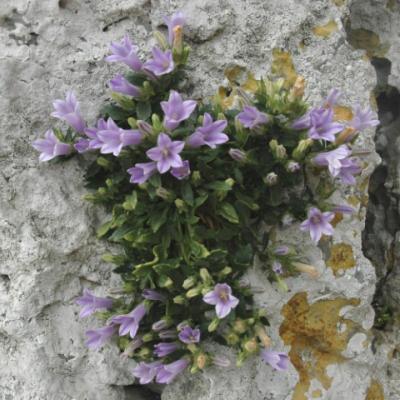 Campanula merxmuelleri by Katerina Koutsovoulou