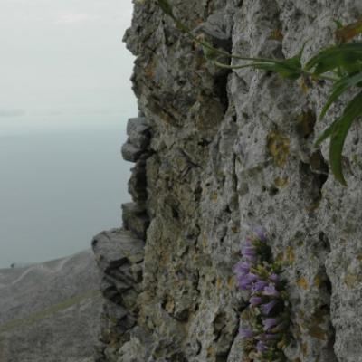 Campanula merxmuelleri by Katerina Koutsovoulou