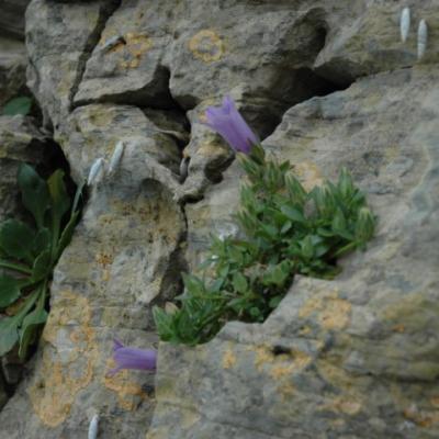 Campanula merxmuelleri by Katerina Koutsovoulou