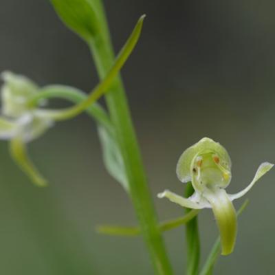 Platanthera chlorantha by Giorgos Poulis