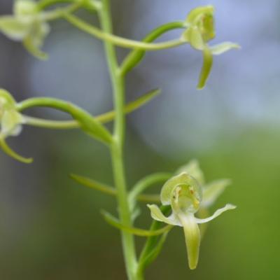 Platanthera chlorantha by Giorgos Poulis