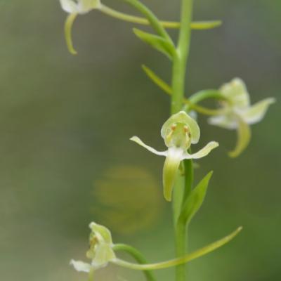 Platanthera chlorantha by Giorgos Poulis