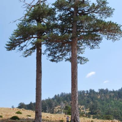 Pinus heldreichii by Vasileios Bontzorlos